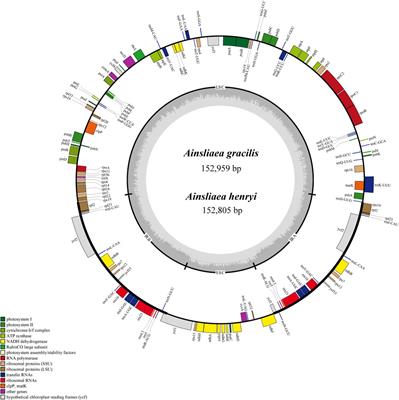 Complete chloroplast genomes of two Ainsliaea species and the phylogenetic analysis in the tribe Pertyeae